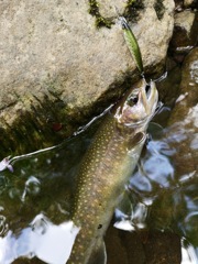 岩魚