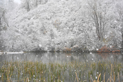 初雪の水辺