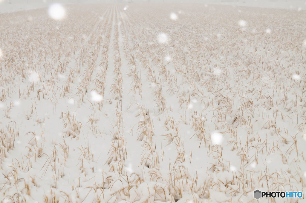 雪の水田