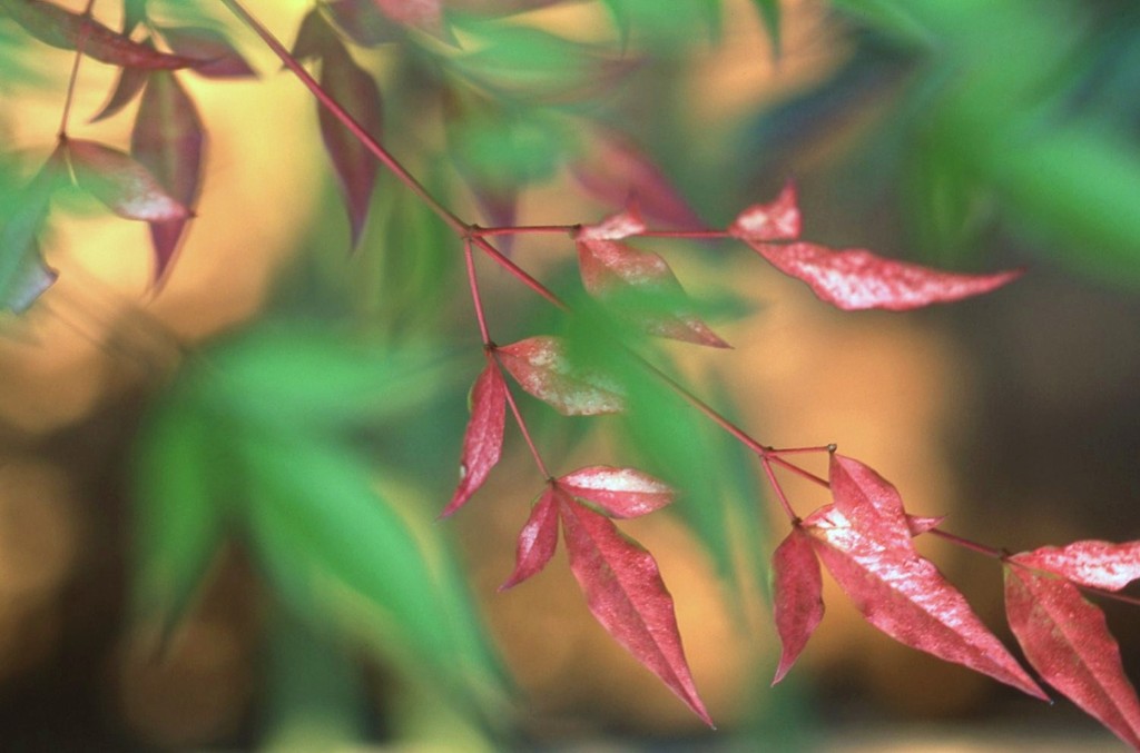 赤い色の始まり