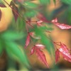 赤い色の始まり