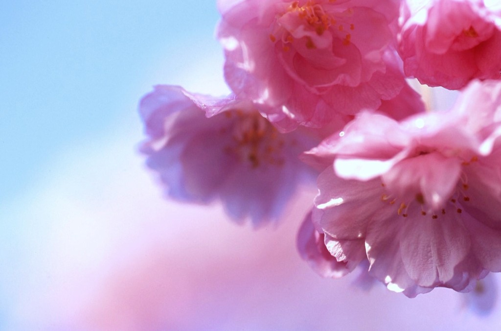 八重桜