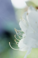 横顔