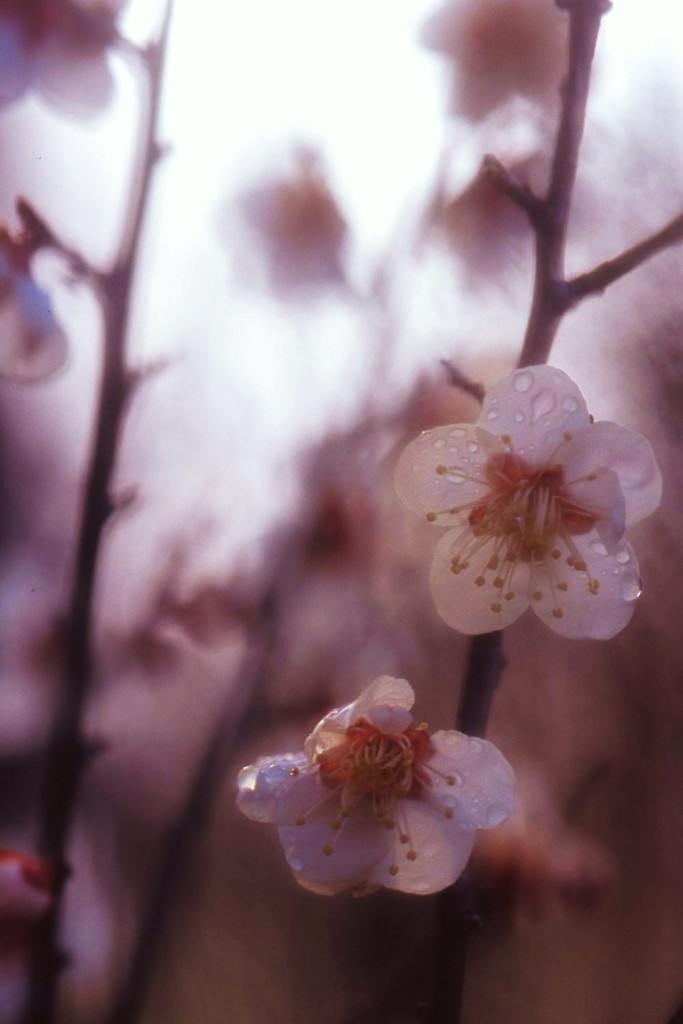 梅の花咲くころ