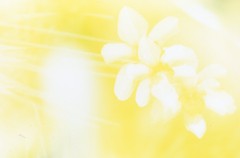 光・心像画