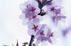雨あがり