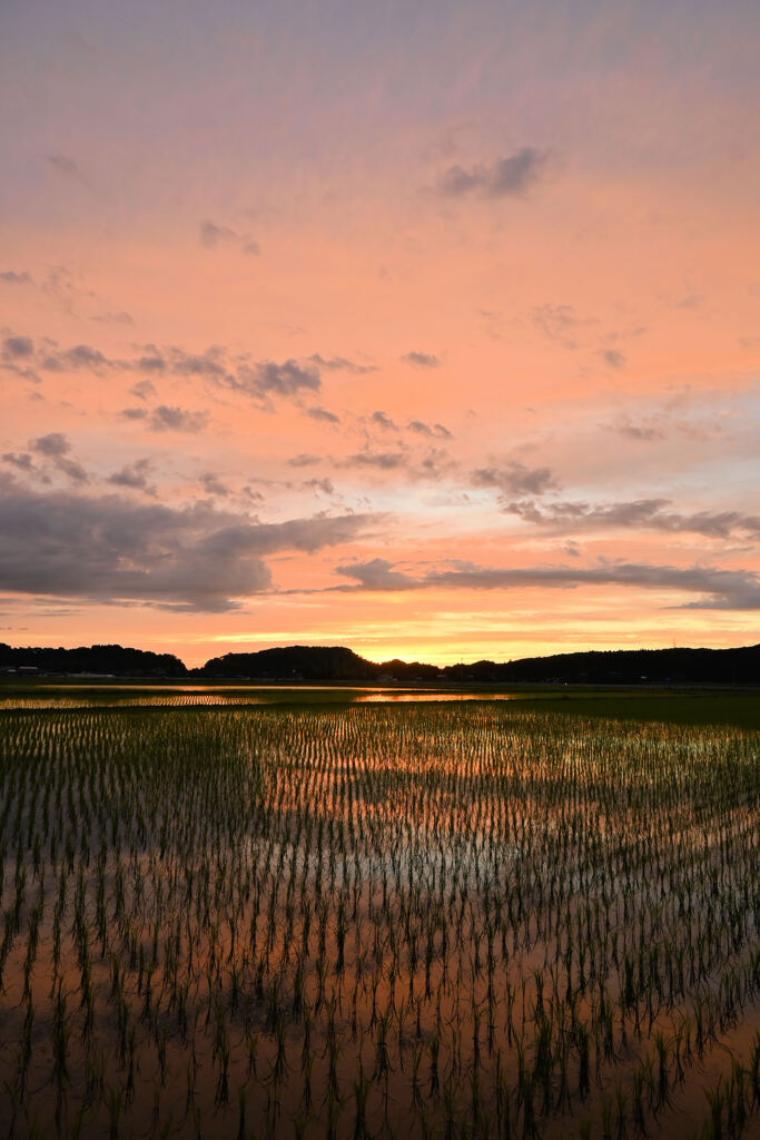 今日の夕景