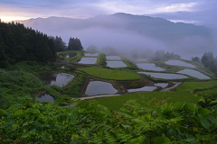 霧の風景