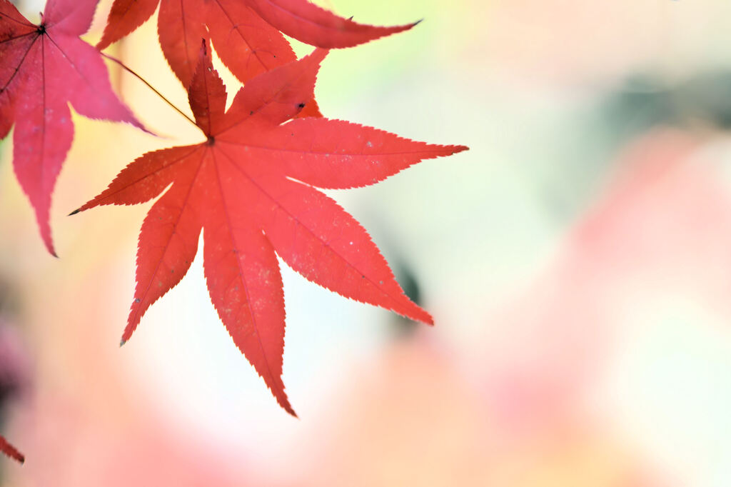 紅