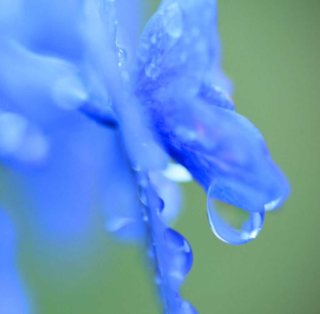 紫陽花の雫