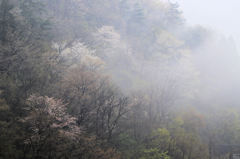 雨に煙る山桜