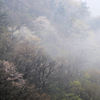 雨に煙る山桜
