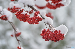 初雪の頃