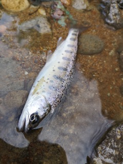 ヤマメが釣れた