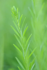 若草