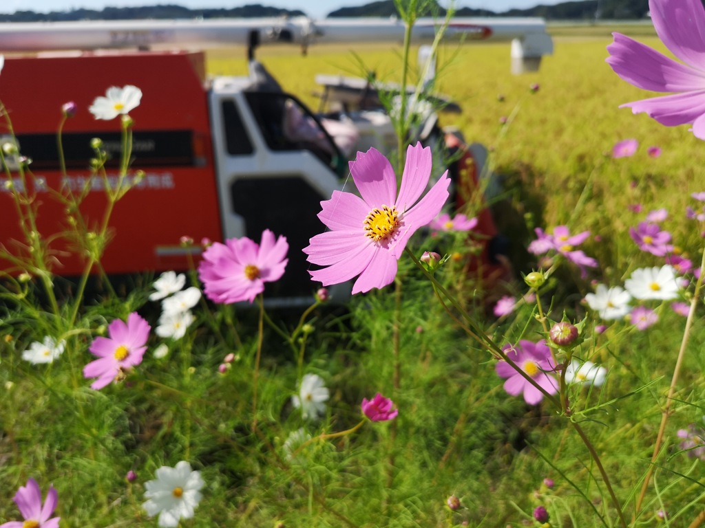 秋ですね