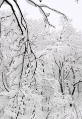 雪の雑木林