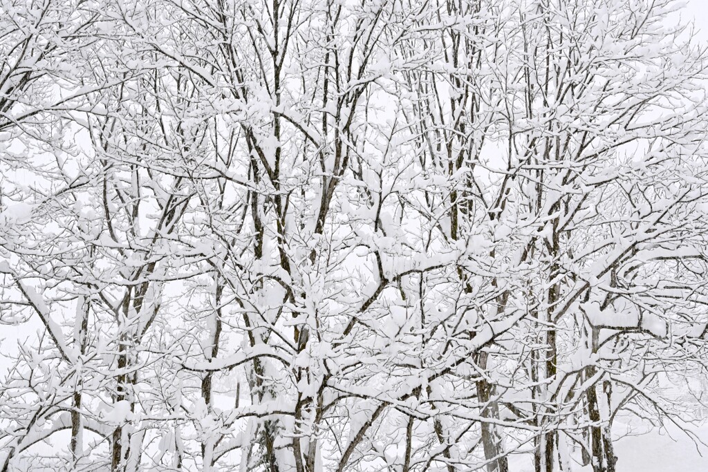 林に雪の華