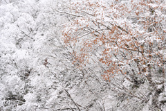 残りの葉に雪降る