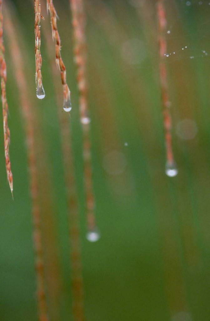 雨を集めて