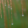 雨を集めて