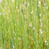 水玉がいっぱい