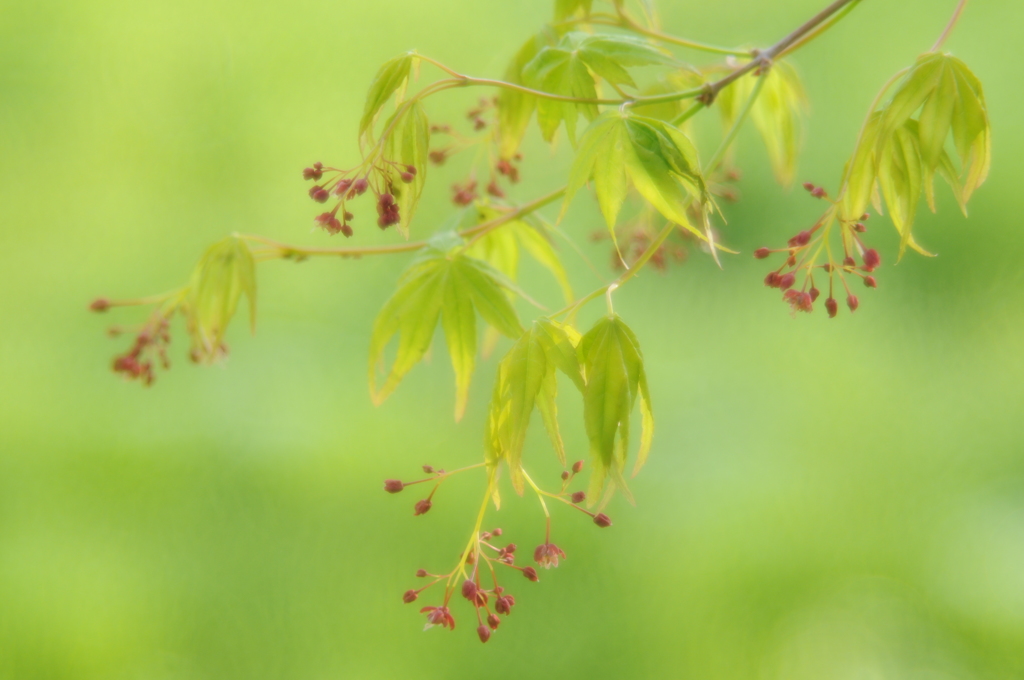好きな花