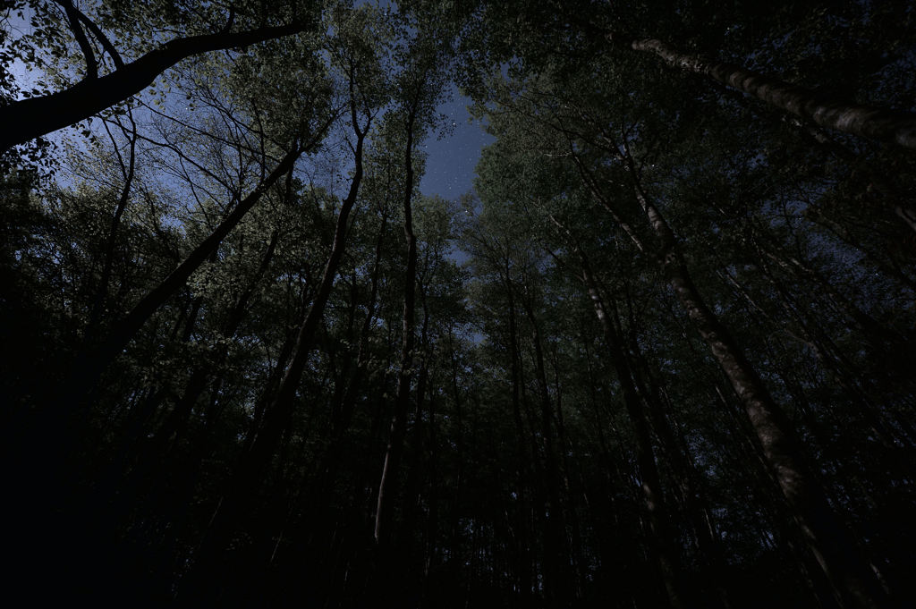 暗い森の中