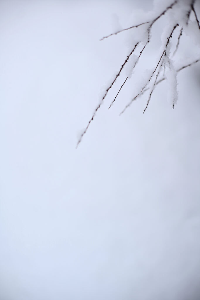 細い線と雪