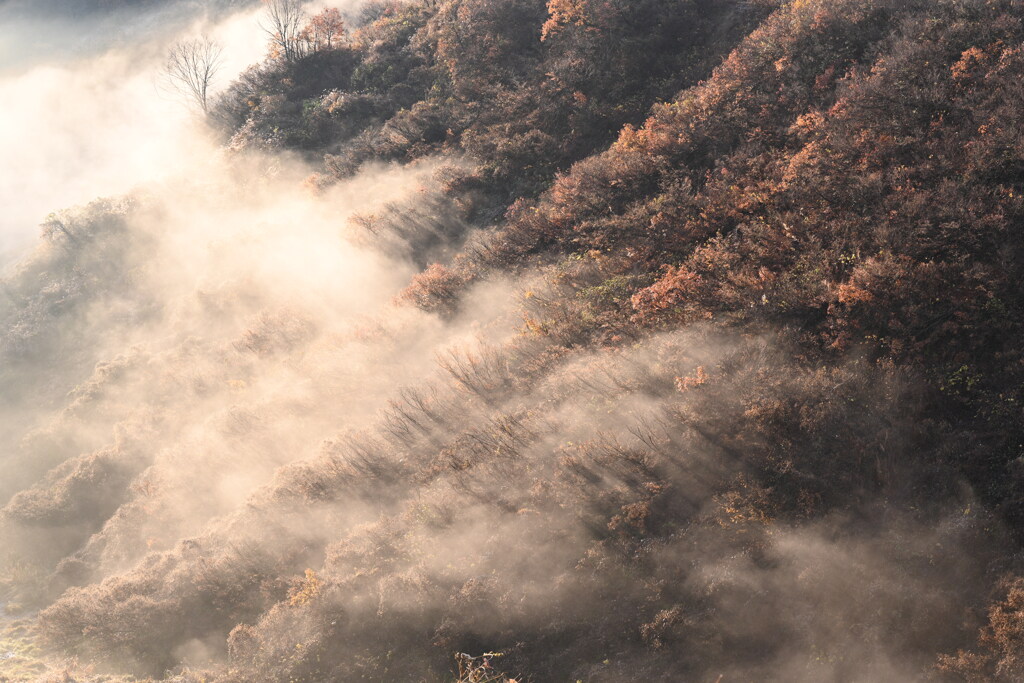 霧の光景
