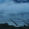 春の水田