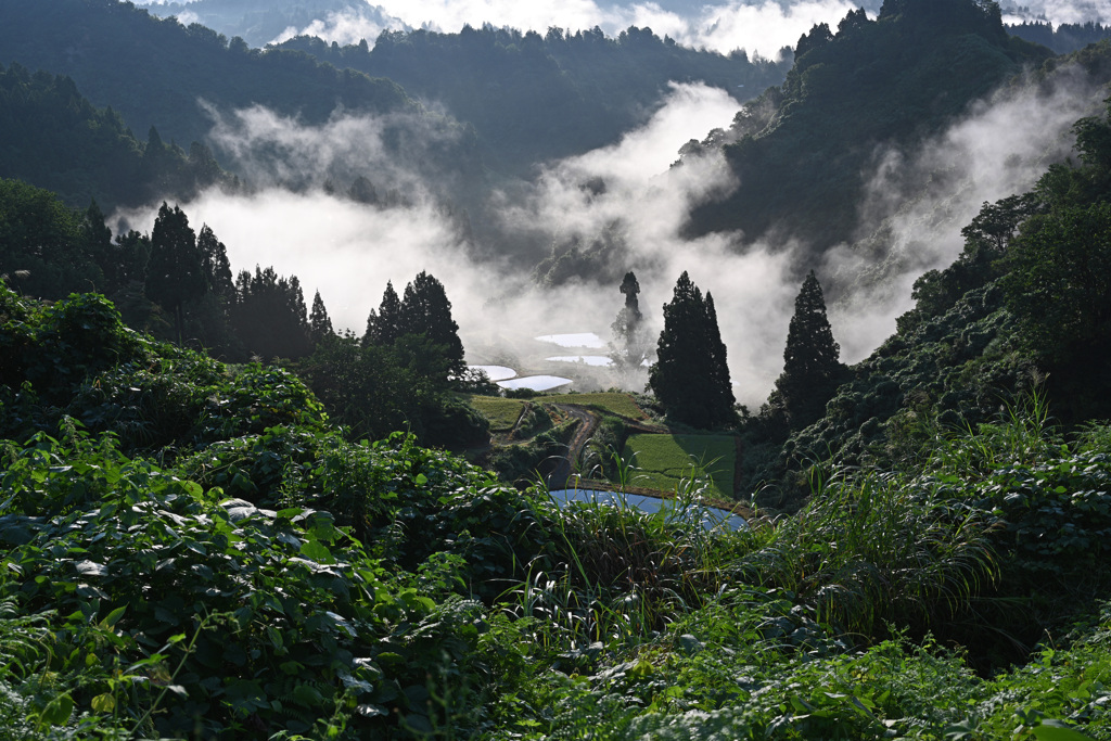 霧湧く谷