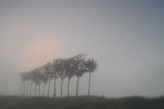 朝霧の中で