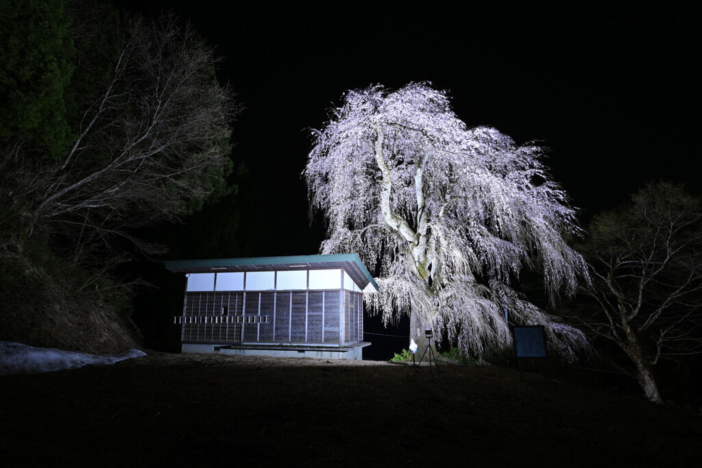 しだれ桜