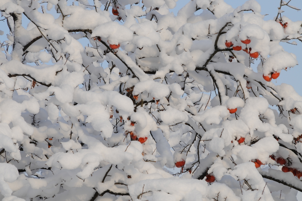 綿雪