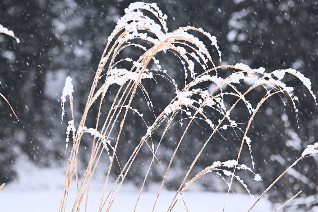 雪が少し積もりました