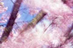 春の風