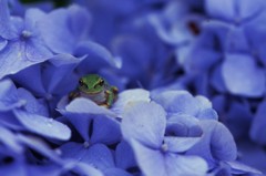 花のゆりかご