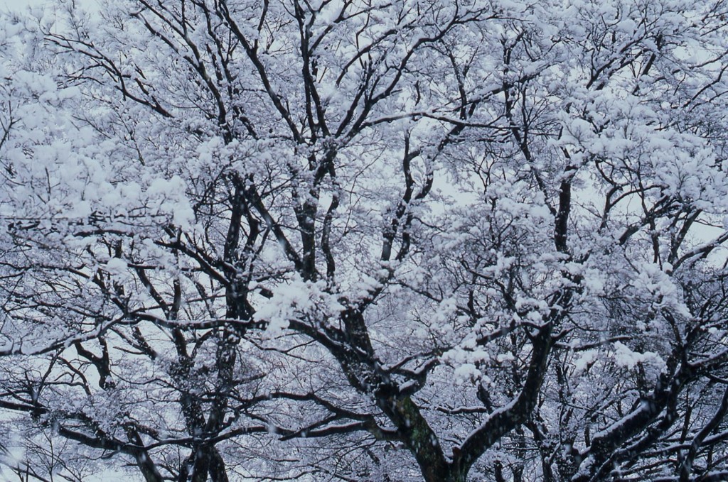 雪のもみじ林