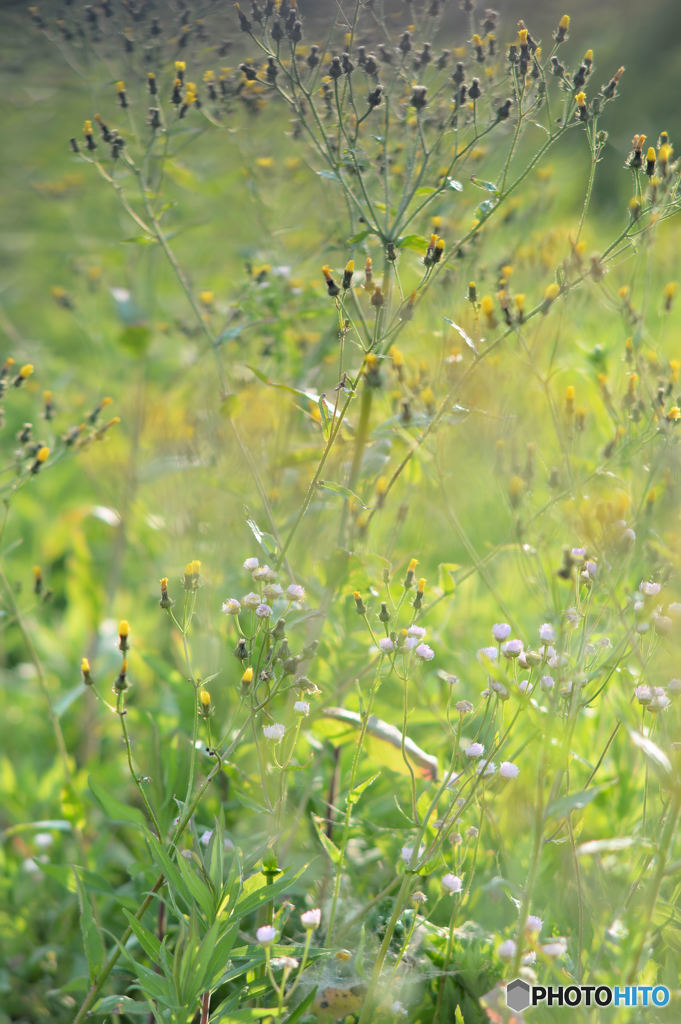 野の花