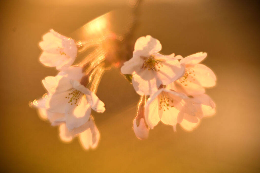 夕日に染まる