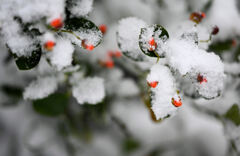 綿雪