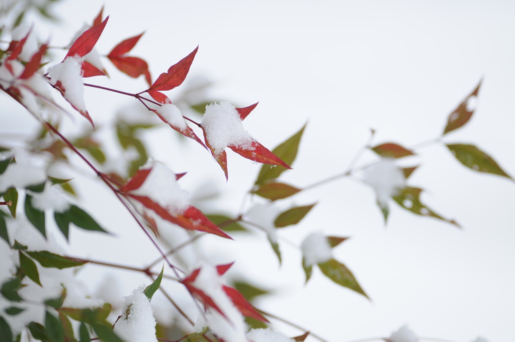 淡雪の化粧