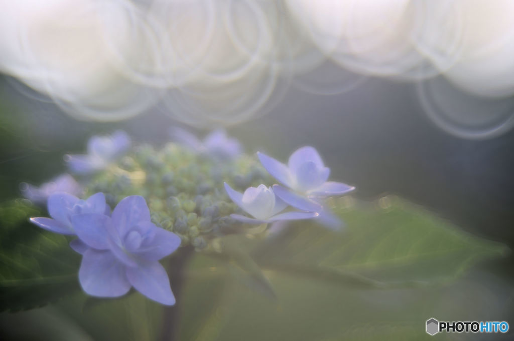 玉ボケと紫陽花