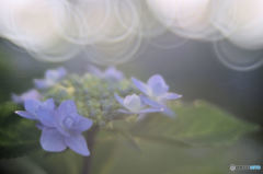 玉ボケと紫陽花