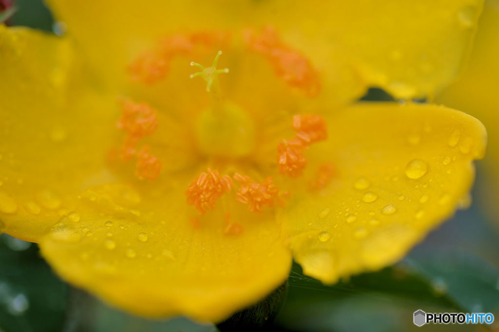 濡れた花