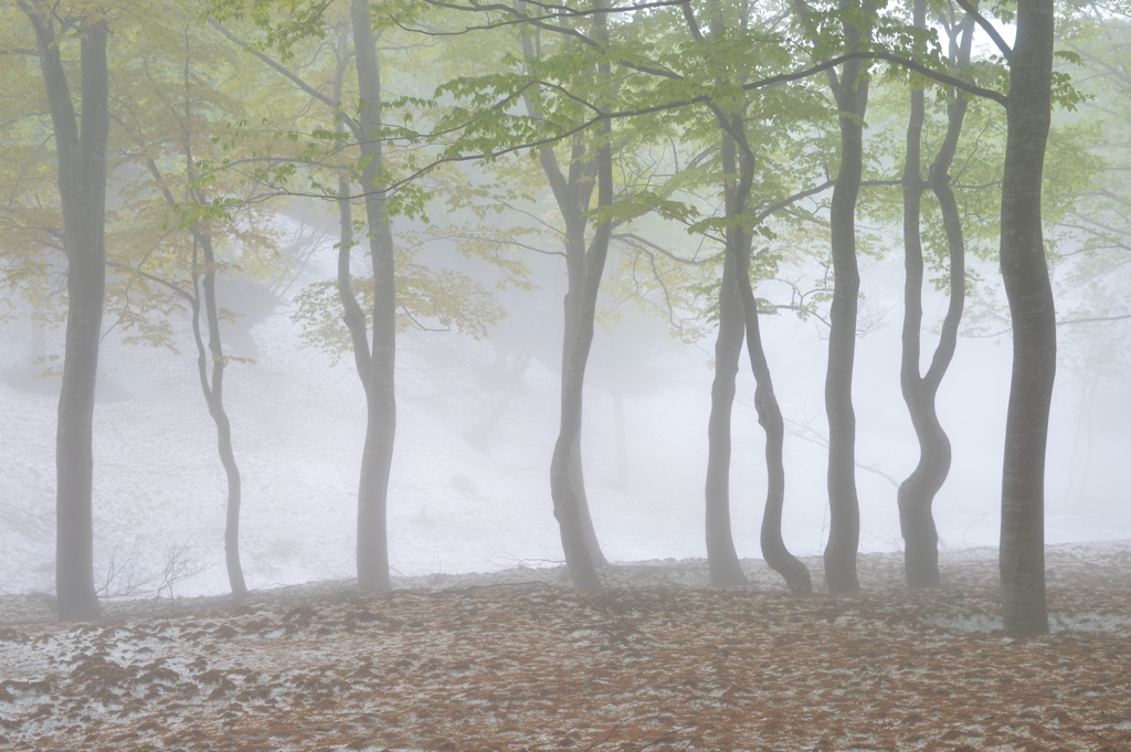 霧のブナ林