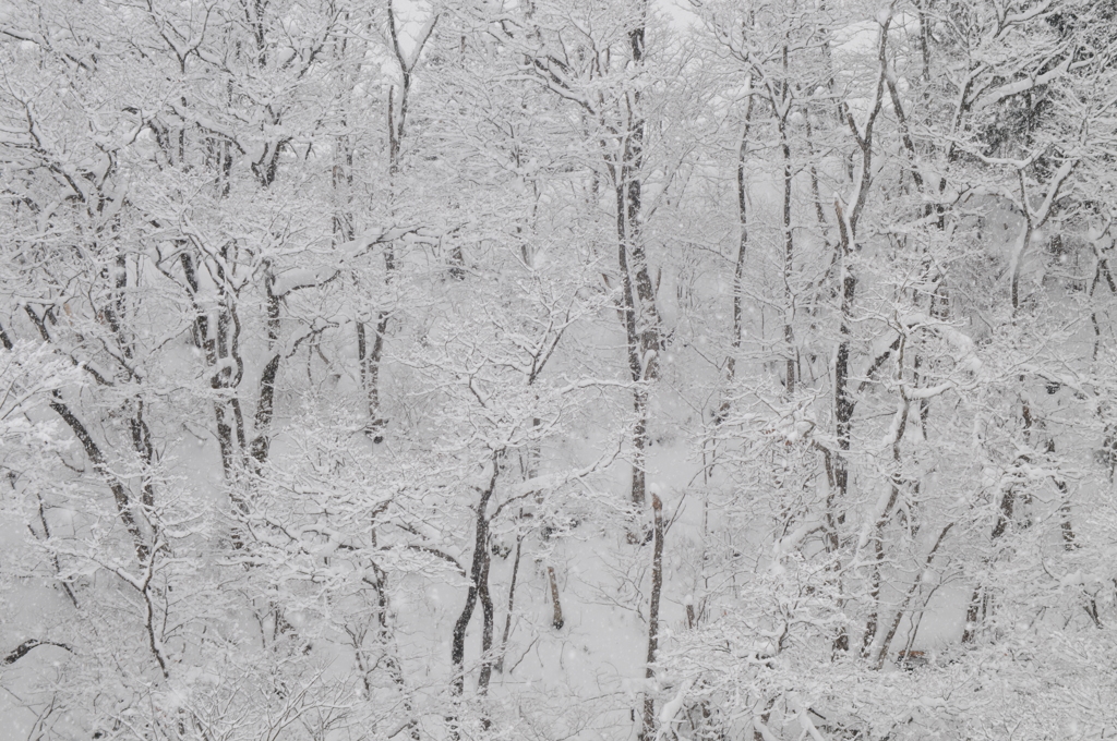 雑木林雪景色