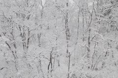 雑木林雪景色
