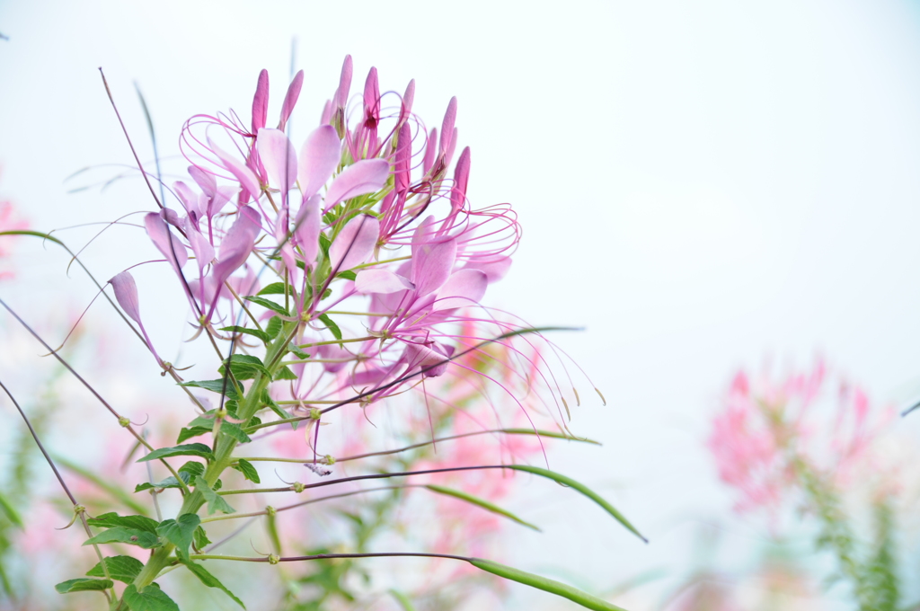 ハナ花火